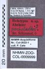 Etiketten zu Paracalais gigas (NHMW-ZOO-COL-0009999)